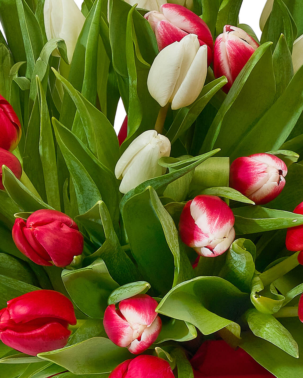 Aranjament cu lalele „Endless Tulips”