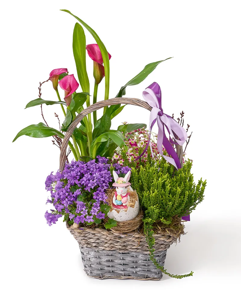 Aranjament de Paste din plante naturale in ghiveci cu cala, campanula, calluna si saxifraga „Honey Horizon”