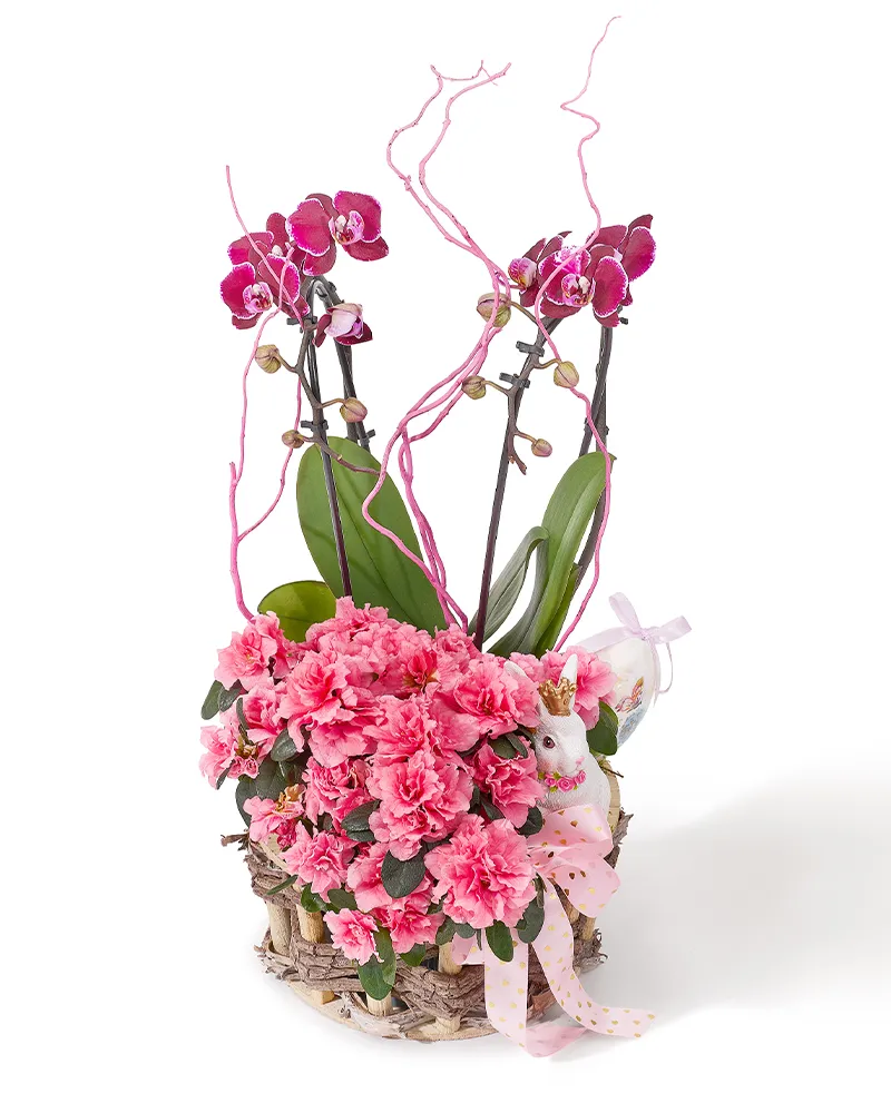 Aranjament de Paste din plante naturale in ghiveci cu orhidee Phalaenopsis și rhododendron „Twilight Radiance”