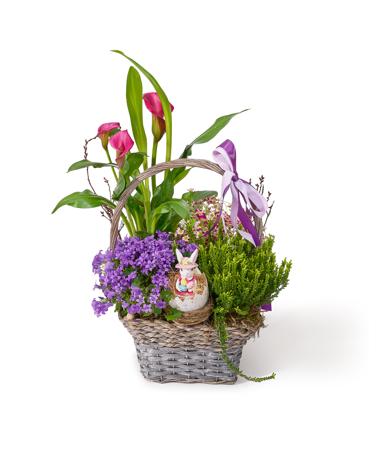 Aranjament de Paste din plante naturale in ghiveci, in cos natur, cu cala roz, campanula, calluna si saxifraga „Honey Horizon”