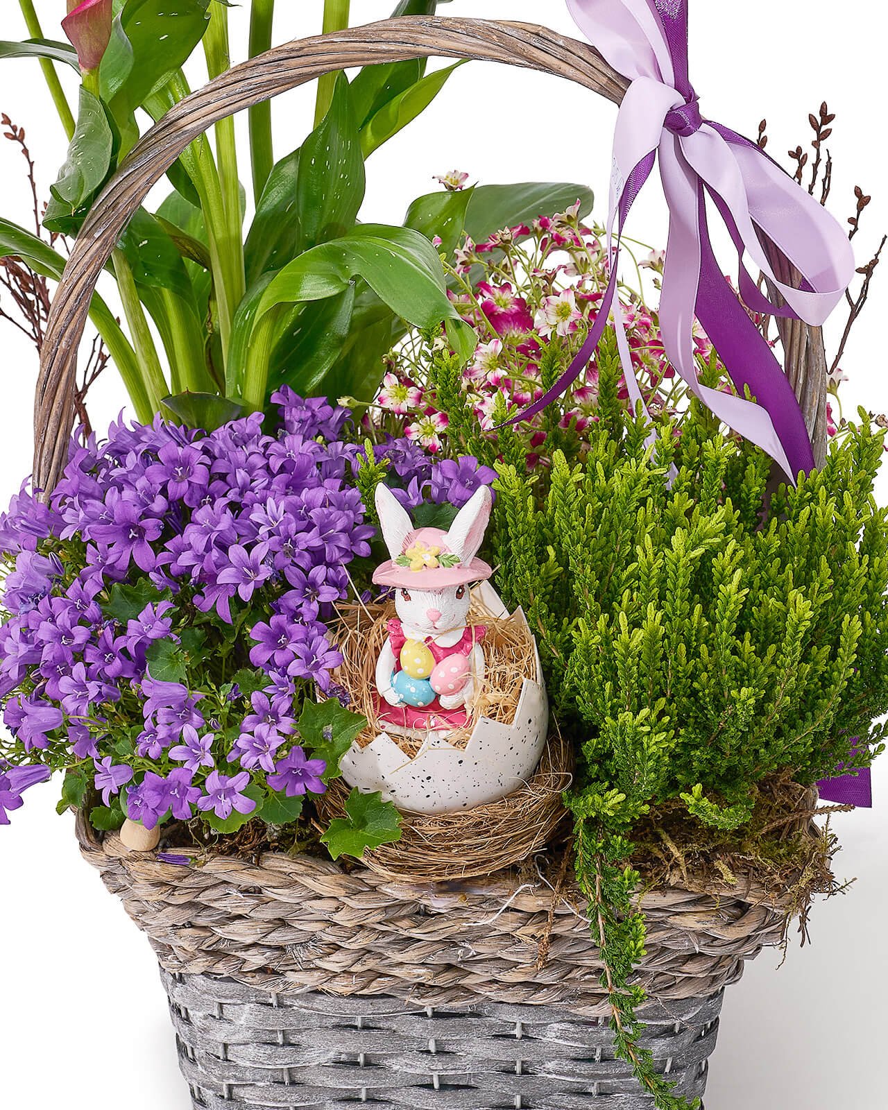 Aranjament de Paste din plante naturale in ghiveci, in cos natur, cu cala roz, campanula, calluna si saxifraga „Honey Horizon”
