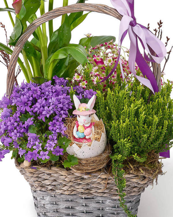 Aranjament de Paste din plante naturale in ghiveci, in cos natur, cu cala roz, campanula, calluna si saxifraga „Honey Horizon”