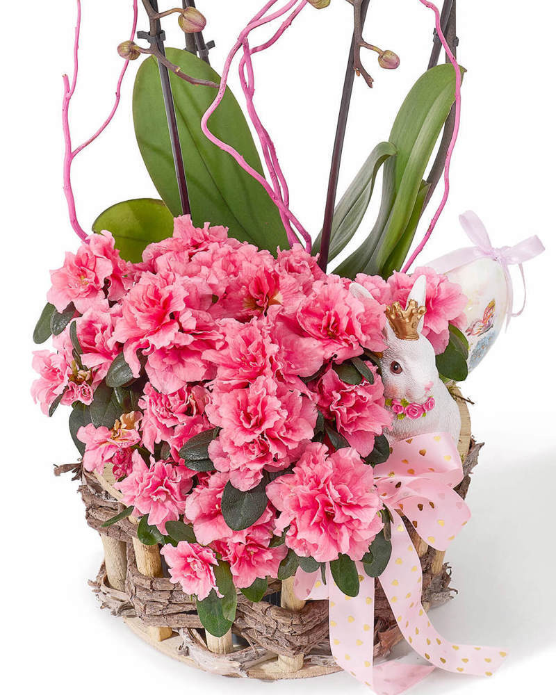 Aranjament de Paste din plante naturale in ghiveci, in cos natur, cu orhidee Phalaenopsis roz si rhododendron „Twilight Radiance”