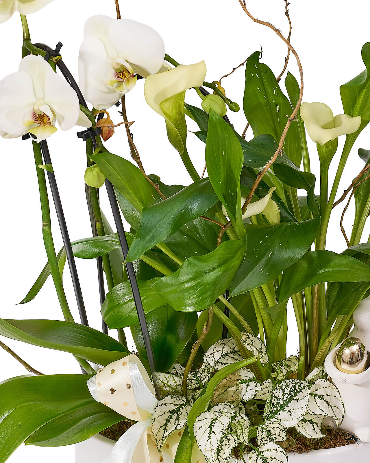 Aranjament de Paste din plante naturale în ghiveci, cu orhidee Phalaenopsis, cala si hypoestes „Floral Poetry”-3