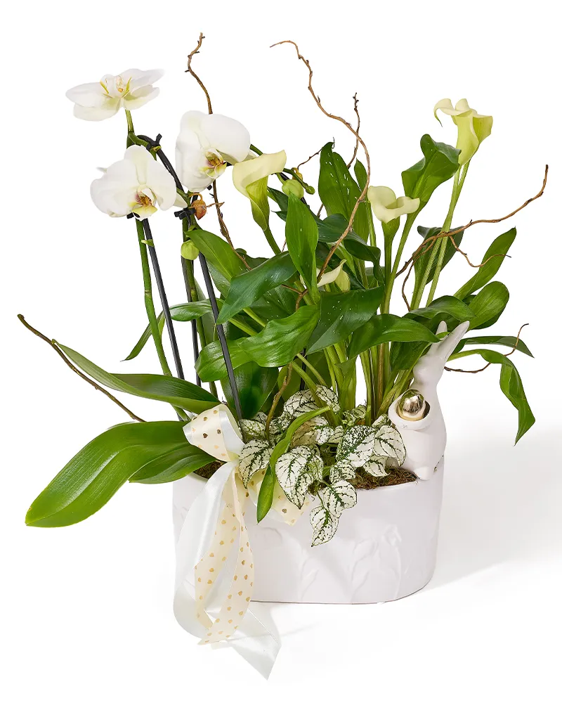 Aranjament de Paste din plante naturale în ghiveci, cu orhidee Phalaenopsis, cala si hypoestes „Floral Poetry”