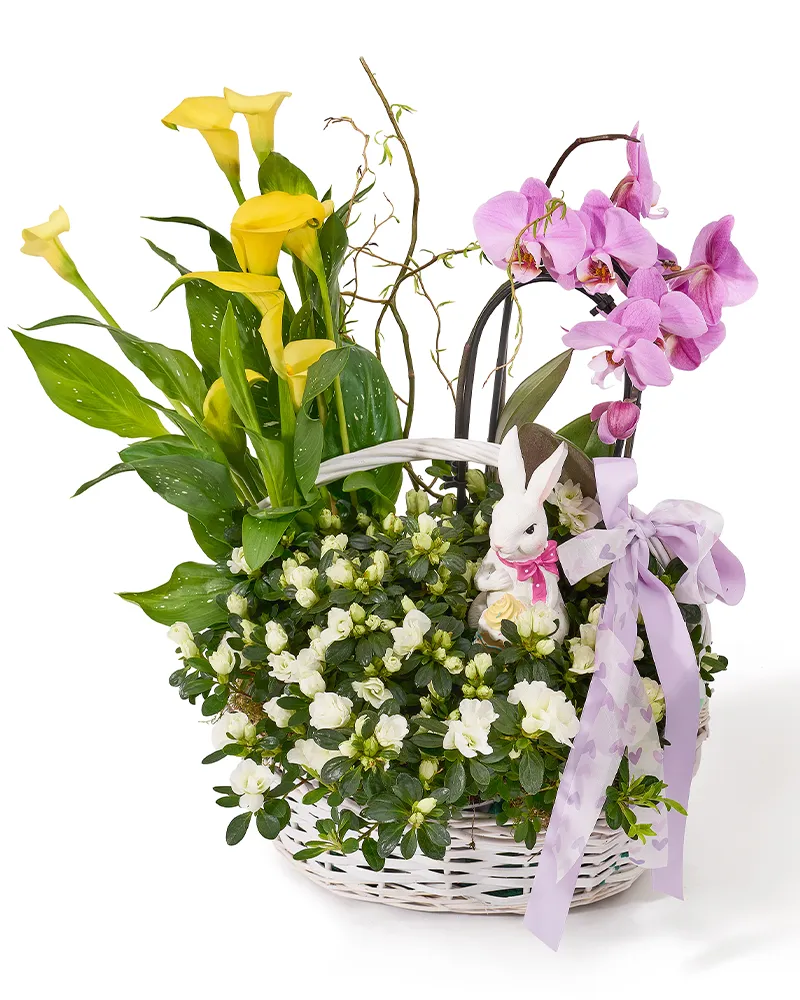 Aranjament de Paste din plante naturale în ghiveci, cu orhidee Phalaenopsis, cala si rhododendron „Soft Radiance”