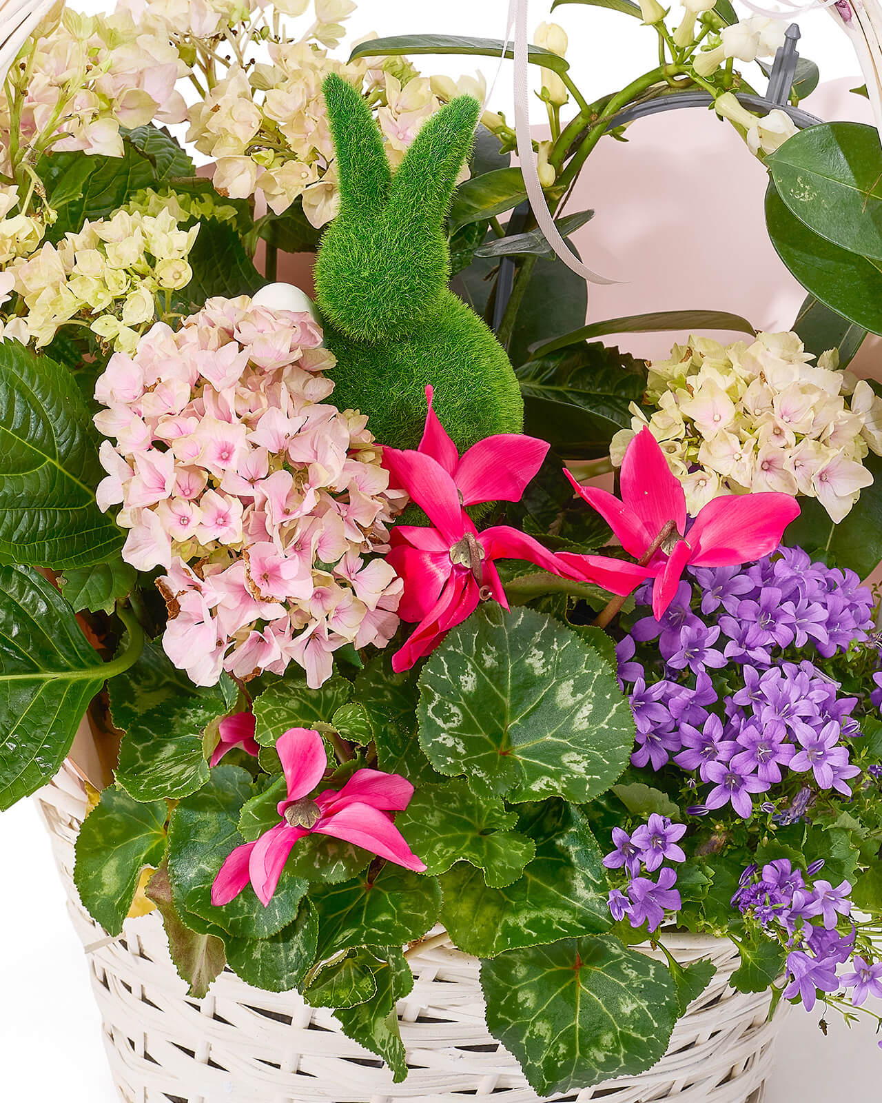Aranjament din plante naturale in ghiveci cu hortensie roz, campanula, cyclamen si Stephanotis „Sweet Petal Mist”