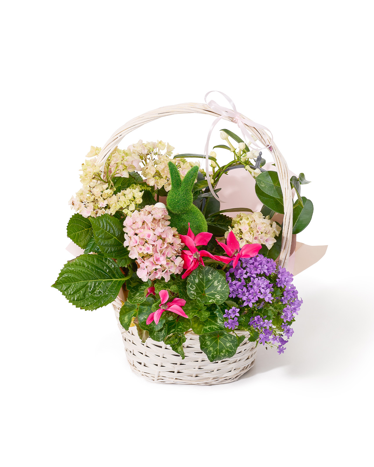 Aranjament din plante naturale in ghiveci cu hortensie roz, campanula, cyclamen si Stephanotis „Sweet Petal Mist”