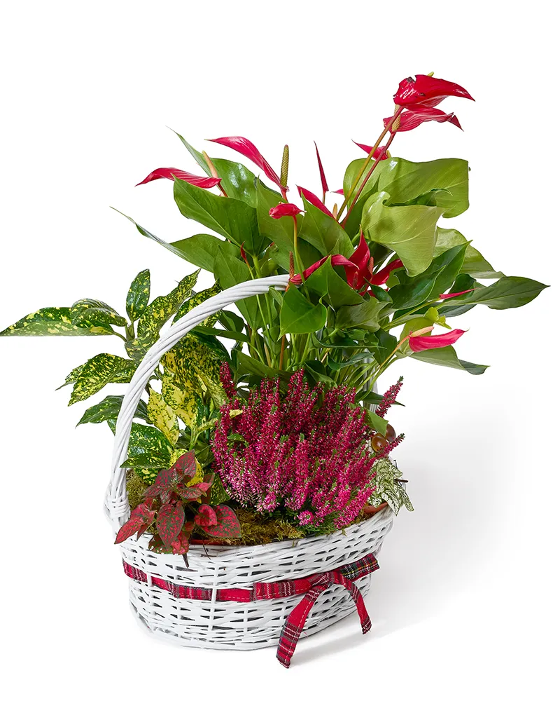 Aranjament floral cu anthurium, calluna și hypoestes „Tropical Whisper”