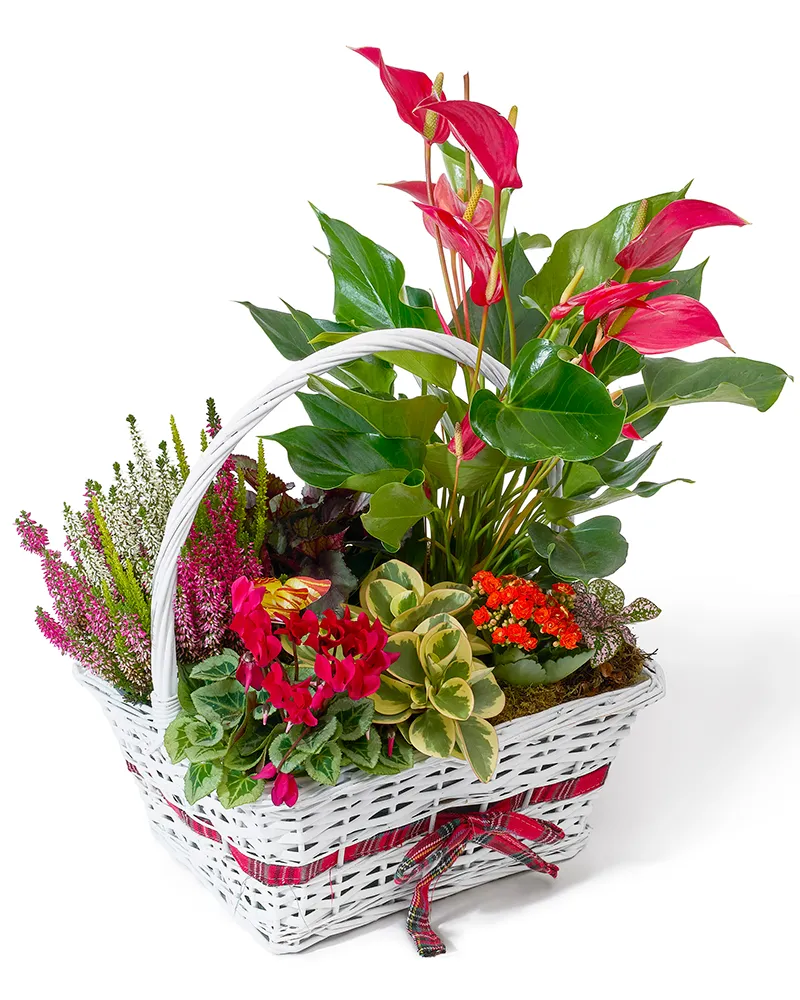 Aranjament floral cu anthurium, calluna și kalanchoe „Tropical Harmony”
