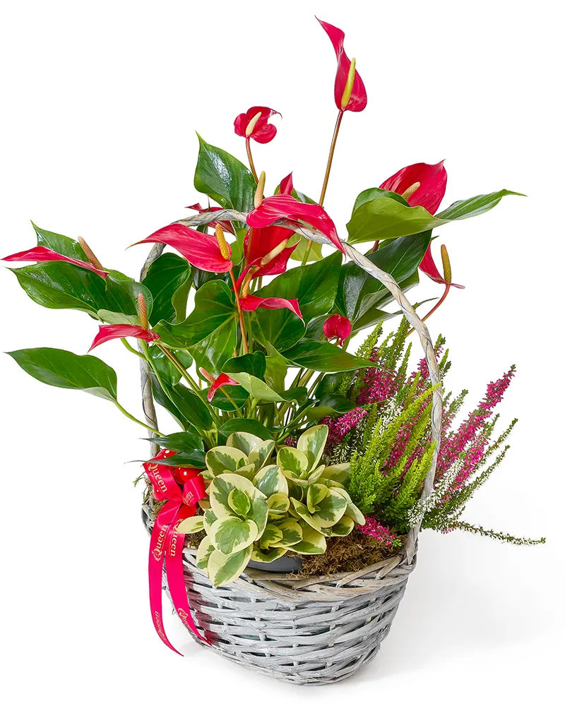 Aranjament floral cu anthurium, calluna și peperomia „Elegant Trio”