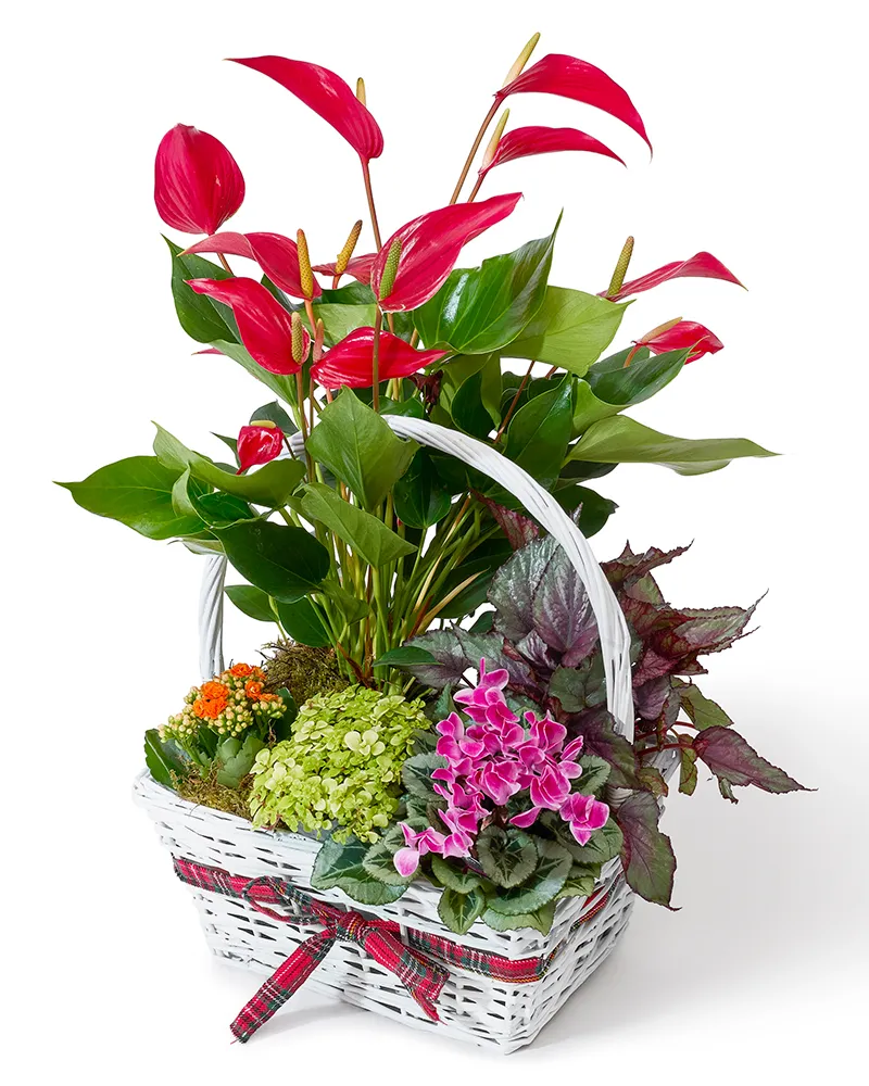 Aranjament floral cu anthurium, kalanchoe și cyclamen „Tropical Symphony”