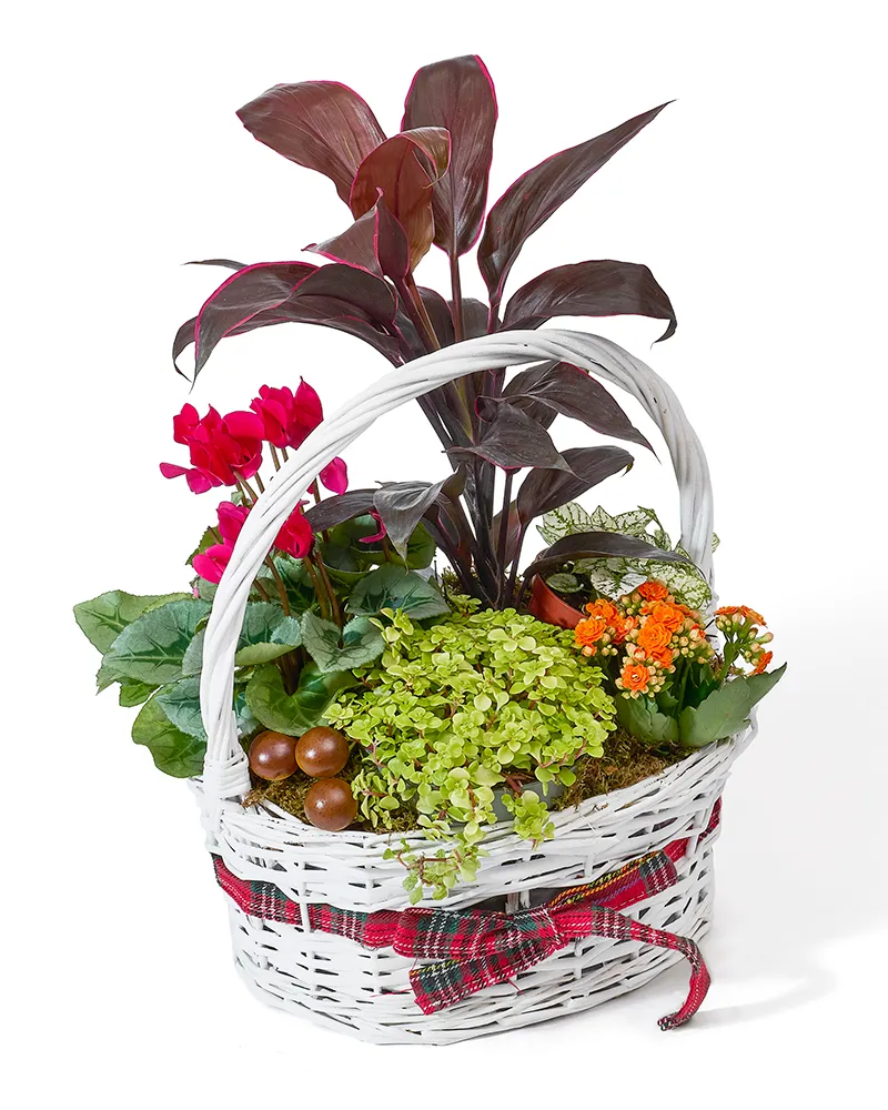 Aranjament floral cu calathea, cyclamen și kalanchoe „Green Serenity”