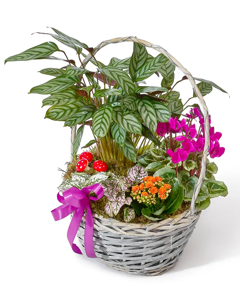 Aranjament floral cu calathea, cyclamen și kalanchoe „Serene Garden”