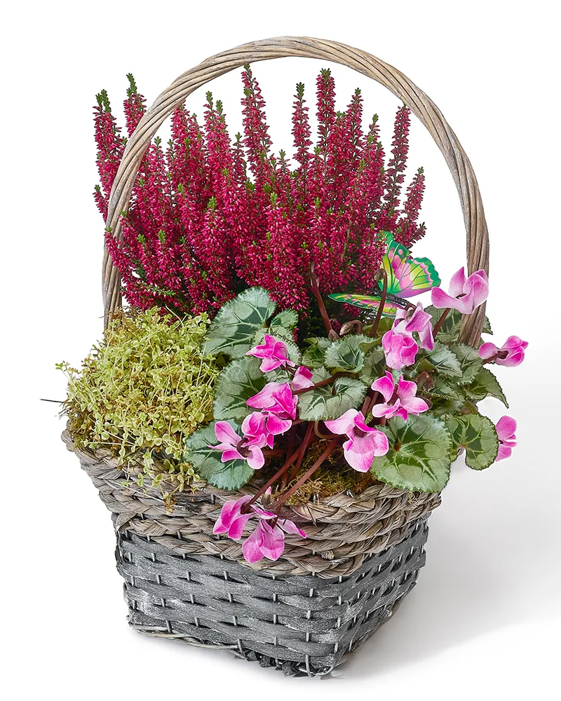 Aranjament floral cu calluna, cyclamen și sedum „Rustic Charm”