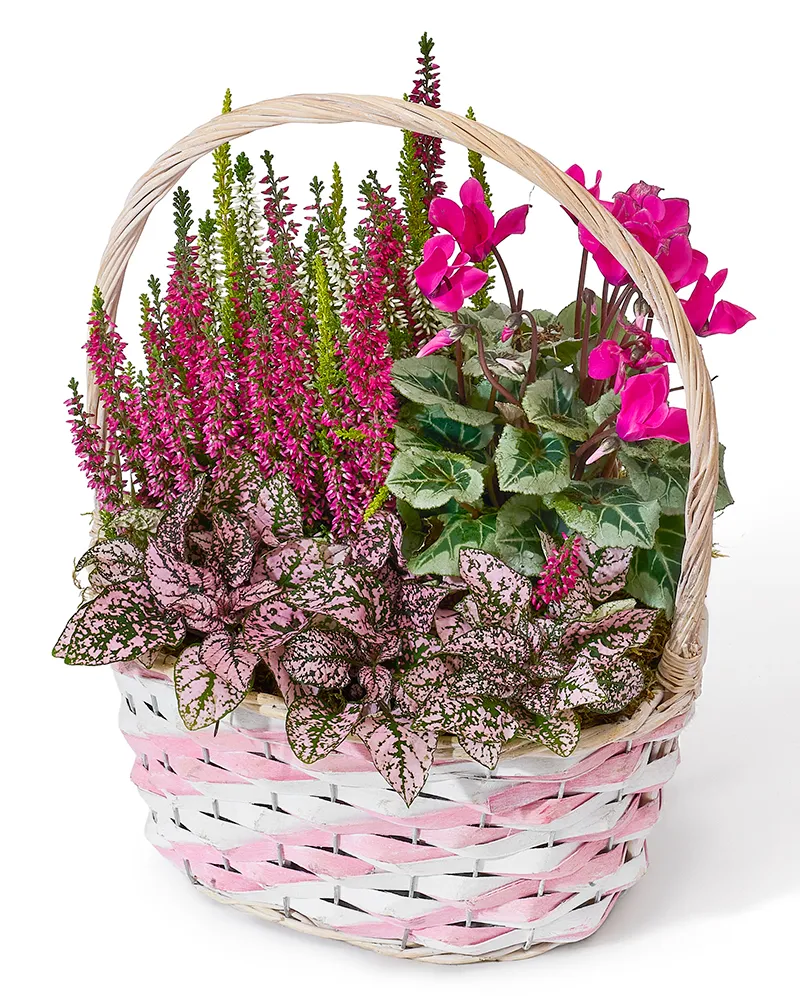Aranjament floral cu calluna, hypoestes și cyclamen „Vibrant Greens”