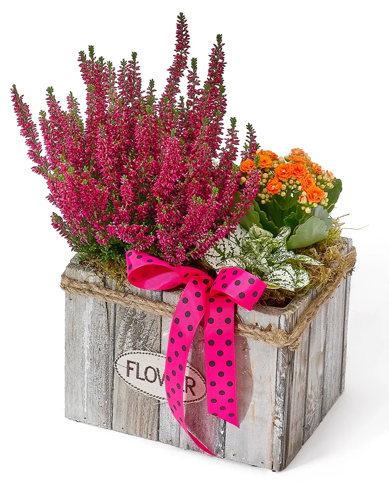 Aranjament floral cu calluna, hypoestes și kalanchoe „Woodland Elegance”