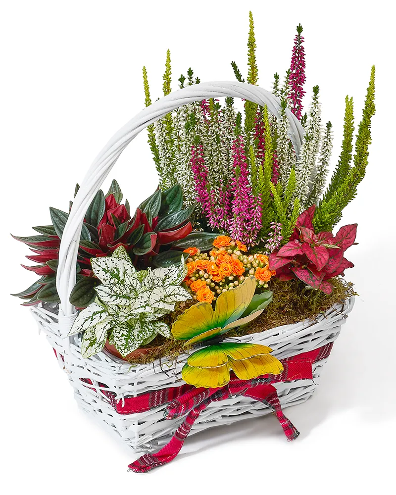 Aranjament floral cu calluna, kalanchoe și peperonia „Whispering Greens”