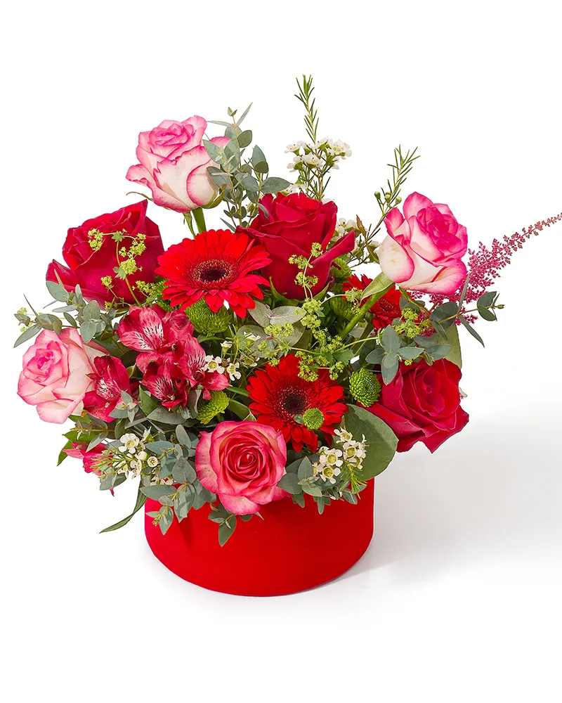 Aranjament floral in cutie de catifea cu trandafiri rosii si roz, minigerbera, alstroemeria si astilbe „Aurora Rose”