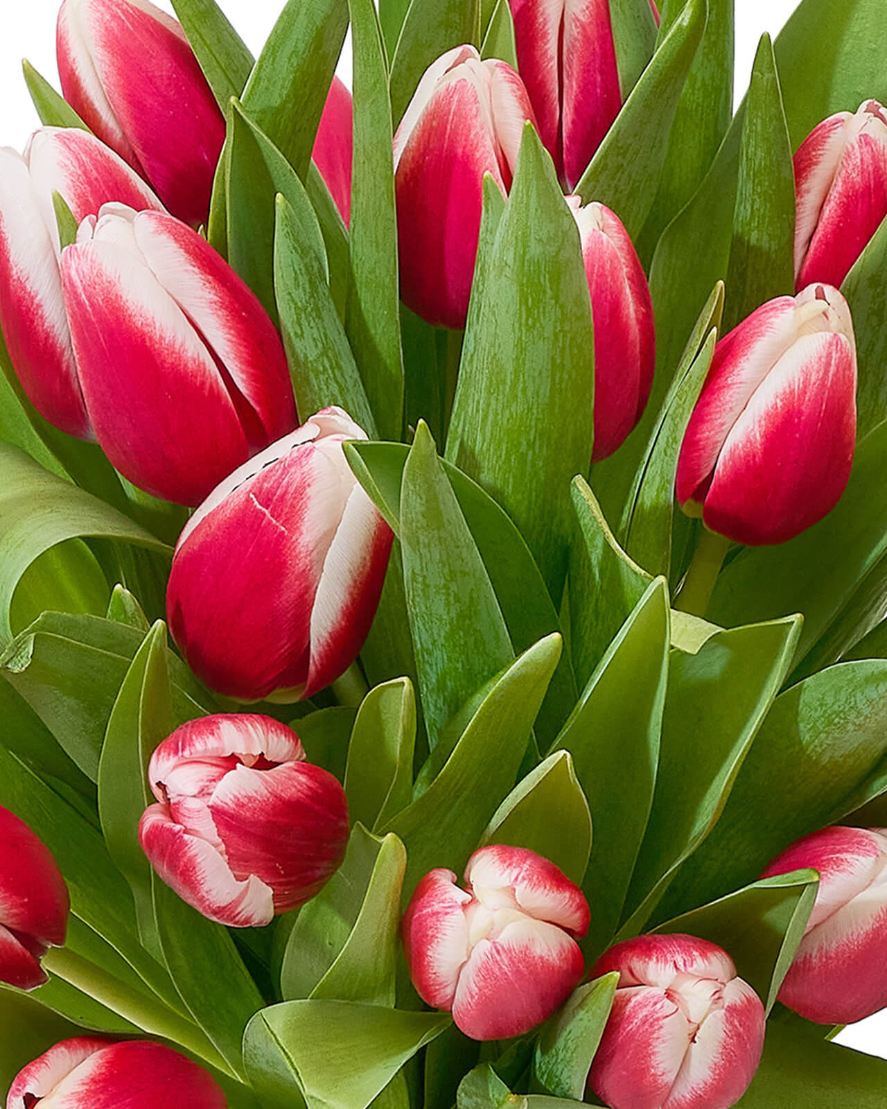 Buchet cu lalele „Petal Fantasy”