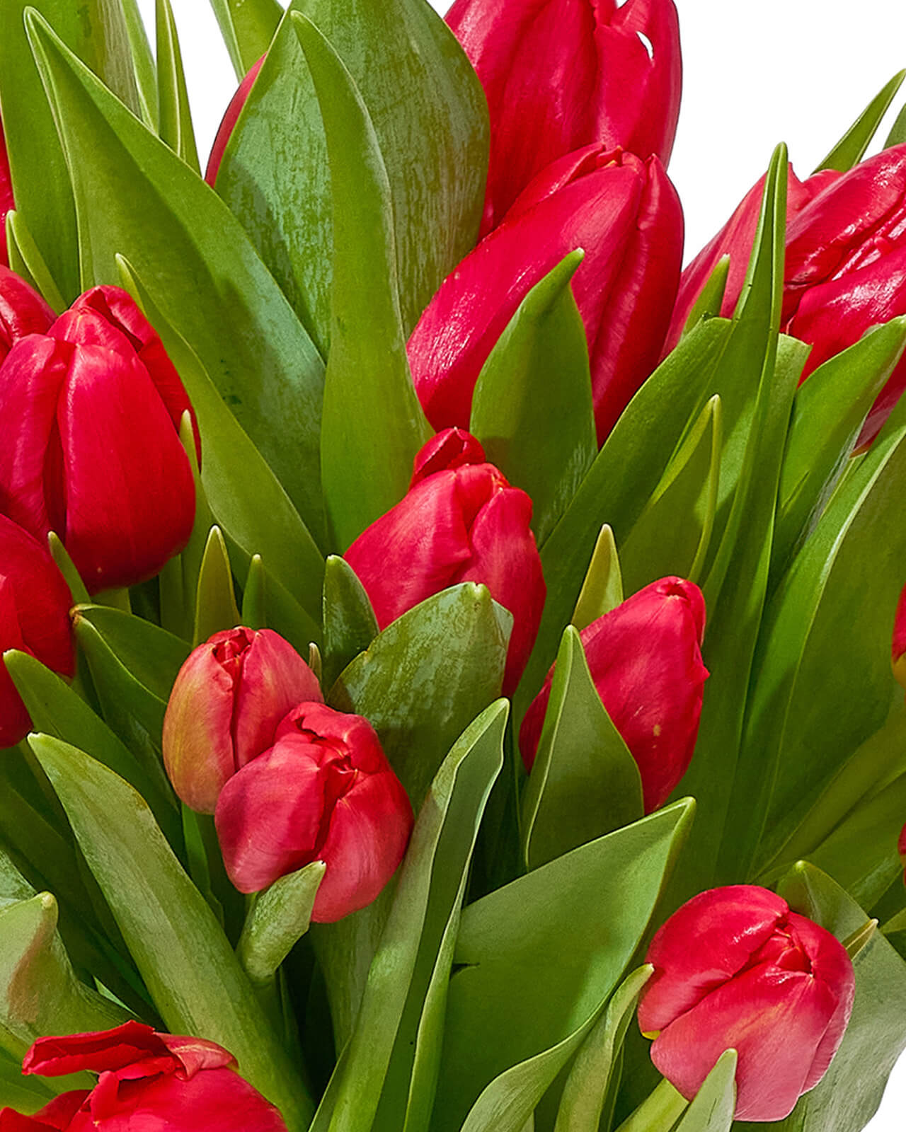 Buchet cu lalele „Tulip Dream”