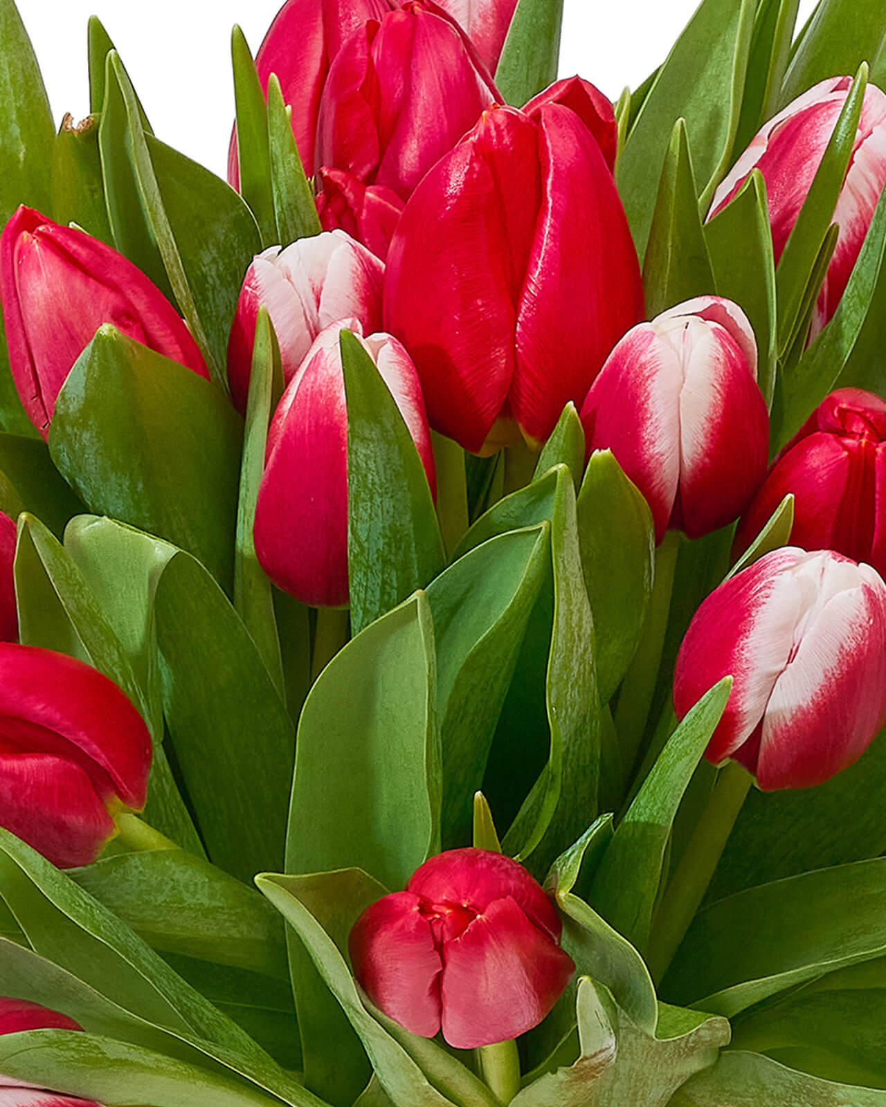Buchet cu lalele „Tulip Reverie”