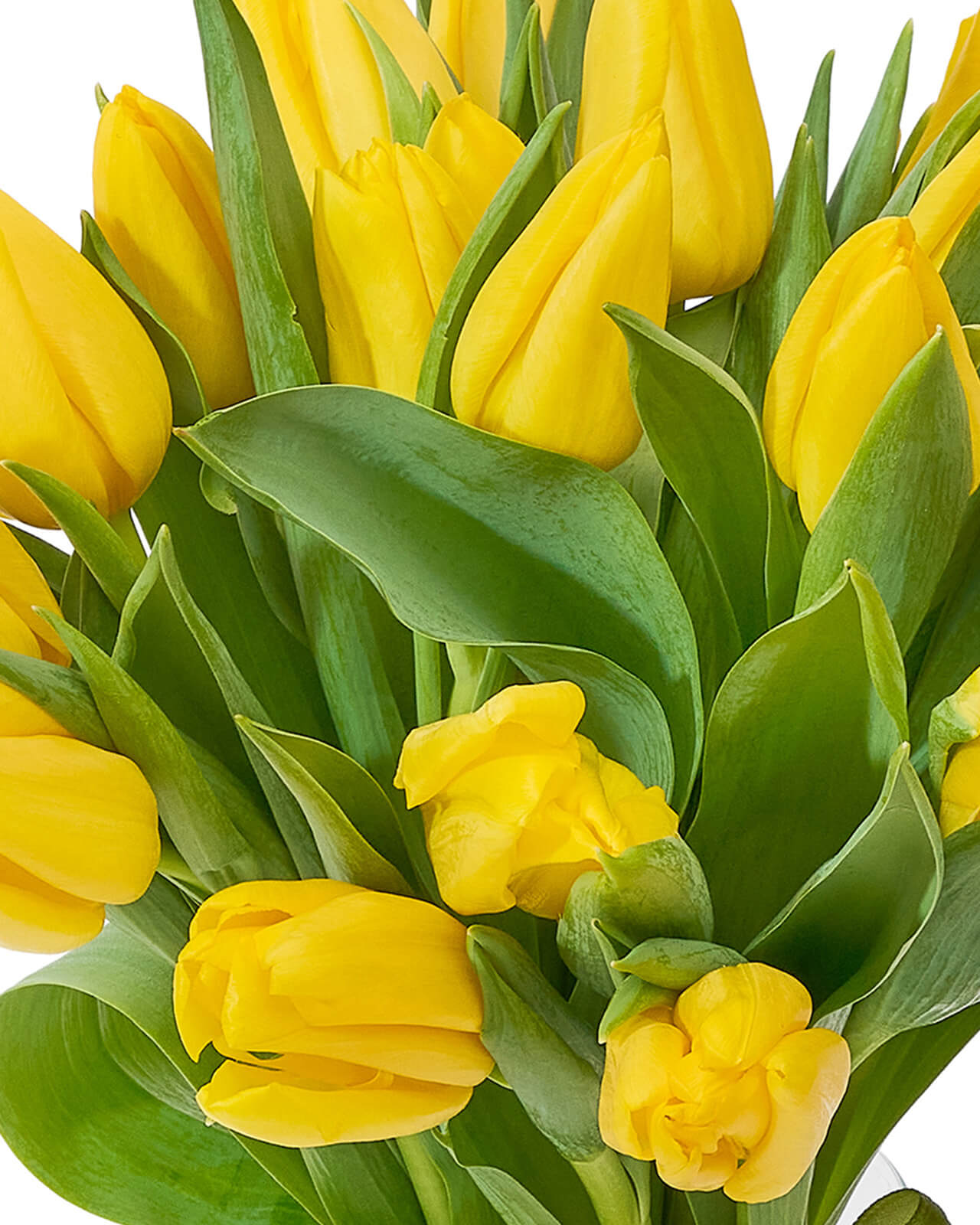 Buchet cu lalele „Tulip Serenade”
